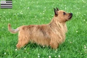 Lire la suite à propos de l’article Éleveurs de terriers australiens et chiots en Bretagne