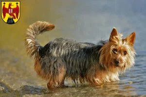 Lire la suite à propos de l’article Éleveurs de terriers australiens et chiots dans le Burgenland