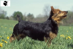 Lire la suite à propos de l’article Éleveurs de terriers australiens et chiots en Corse