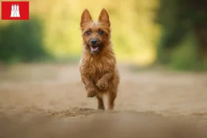 Lire la suite à propos de l’article Éleveurs de terriers australiens et chiots à Hambourg