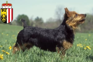 Lire la suite à propos de l’article Éleveurs de terriers australiens et chiots en Haute-Autriche
