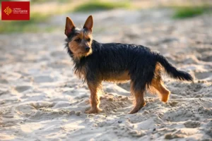 Lire la suite à propos de l’article Éleveurs de Terriers Australiens et Chiots en Occitanie