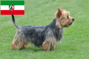 Lire la suite à propos de l’article Éleveurs de terriers australiens et chiots en Rhénanie-du-Nord-Westphalie
