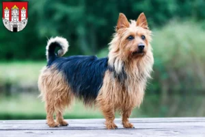 Lire la suite à propos de l’article Éleveurs de terriers australiens et chiots à Salzbourg