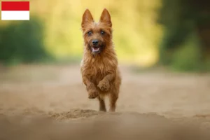 Lire la suite à propos de l’article Éleveurs de terriers australiens et chiots à Vienne