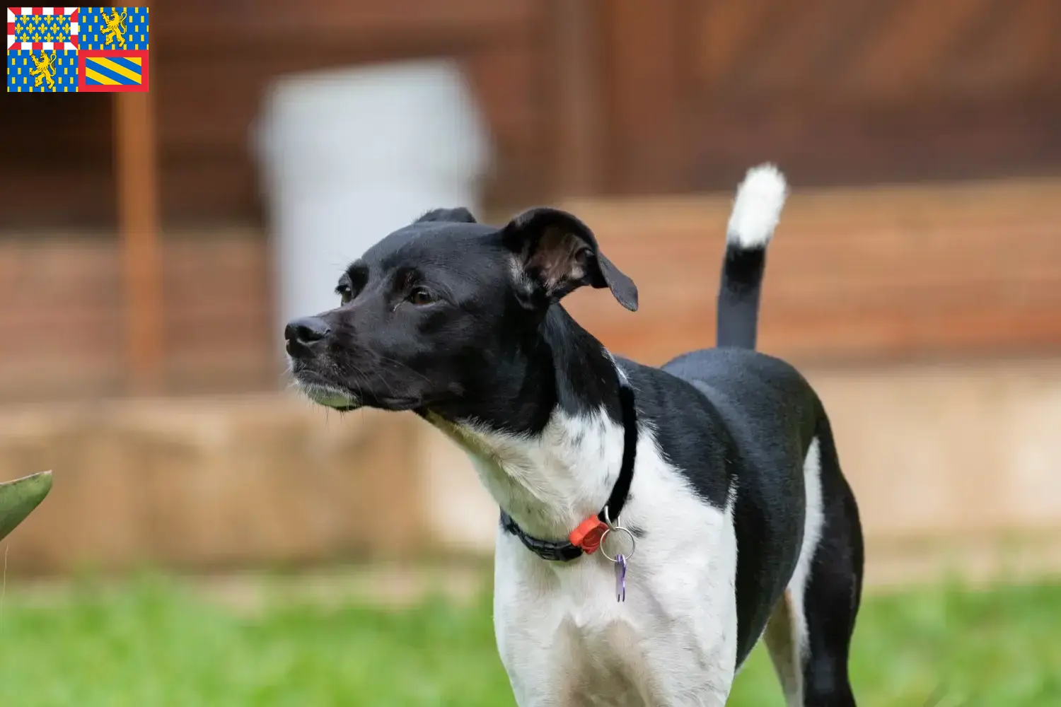 Terrier brésilien chiots et éleveurs Bourgogne-Franche-Comté Ici, tu trouveras des éleveurs de terriers brésiliens en Bourgogne-Franche-Comté.