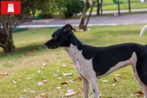 Lire la suite à propos de l’article Terrier brésilien éleveur et chiots à Hambourg