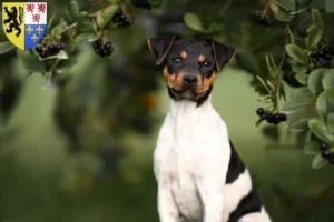 Lire la suite à propos de l’article Éleveurs de terriers brésiliens et chiots en Hauts-de-France
