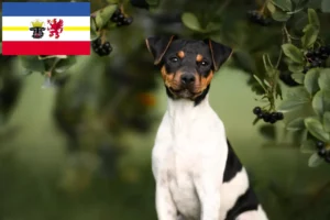 Lire la suite à propos de l’article Terrier brésilien éleveurs et chiots dans le Mecklembourg-Poméranie occidentale