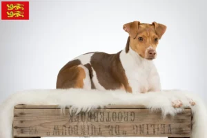 Lire la suite à propos de l’article Éleveurs de terriers brésiliens et chiots en Normandie
