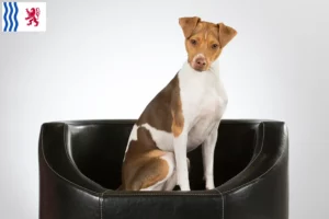 Lire la suite à propos de l’article Éleveurs de terriers brésiliens et chiots en Nouvelle-Aquitaine