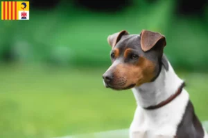 Lire la suite à propos de l’article Eleveurs de Terriers brésiliens et chiots en Provence-Alpes-Côte d’Azur