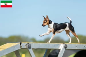 Lire la suite à propos de l’article Terrier brésilien éleveurs et chiots en Rhénanie du Nord-Westphalie