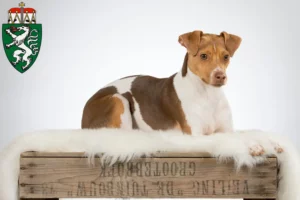Lire la suite à propos de l’article Terrier brésilien éleveurs et chiots en Styrie