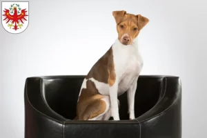 Lire la suite à propos de l’article Éleveurs de terriers brésiliens et chiots au Tyrol