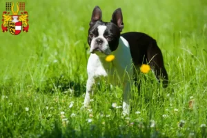 Lire la suite à propos de l’article Éleveurs de Boston Terrier et chiots en Carinthie