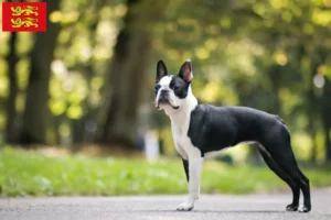 Lire la suite à propos de l’article Éleveurs de Boston Terrier et chiots en Normandie