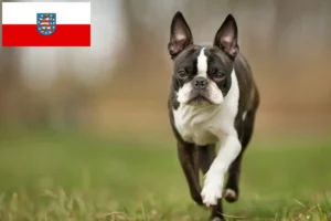 Lire la suite à propos de l’article Éleveurs de Boston Terrier et chiots en Thuringe