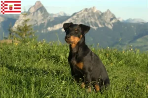 Lire la suite à propos de l’article Éleveurs de terriers de chasse allemands et chiots à Brême