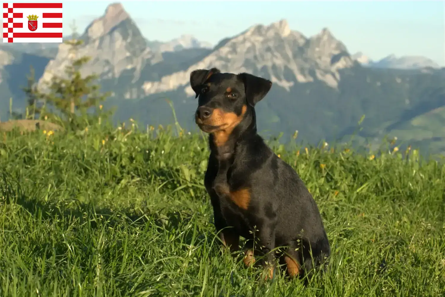 Terrier de chasse allemand chiots et éleveurs Brême Ici, tu trouveras des éleveurs de terriers de chasse allemands à Brême.