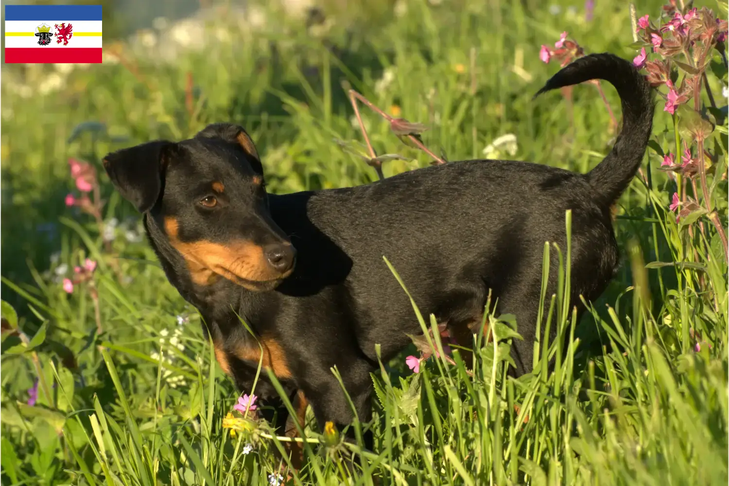 Terrier de chasse allemand chiots et éleveurs Mecklembourg-Poméranie occidentale Ici, tu trouveras des éleveurs de terriers de chasse allemands dans le Mecklembourg-Poméranie occidentale.
