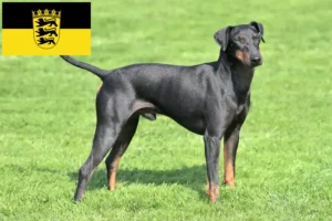 Lire la suite à propos de l’article Éleveurs de Terriers de Manchester et chiots en Baden-Württemberg
