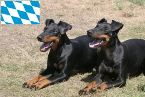 Lire la suite à propos de l’article Éleveurs de Terriers de Manchester et chiots en Bavière