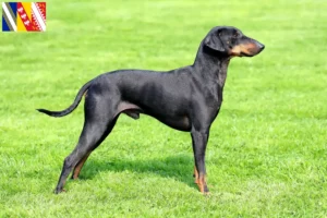 Lire la suite à propos de l’article Éleveurs de Terriers de Manchester et chiots en Grand Est