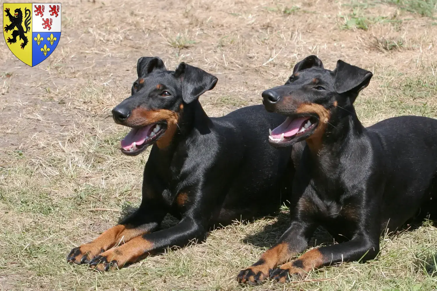Terrier de Manchester chiots et éleveurs Hauts-de-France Ici, tu trouveras des éleveurs de Terriers de Manchester en Hauts-de-France.