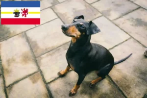 Lire la suite à propos de l’article Éleveurs de Terriers de Manchester et chiots dans le Mecklembourg-Poméranie occidentale