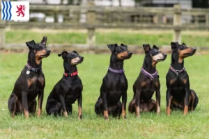 Lire la suite à propos de l’article Éleveurs de Terriers de Manchester et chiots en Nouvelle-Aquitaine