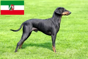 Lire la suite à propos de l’article Éleveurs de Terriers de Manchester et chiots en Rhénanie du Nord-Westphalie