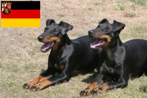Lire la suite à propos de l’article Éleveurs de Terriers de Manchester et chiots en Rhénanie-Palatinat