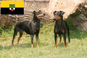 Lire la suite à propos de l’article Éleveurs de Terriers de Manchester et chiots en Saxe-Anhalt