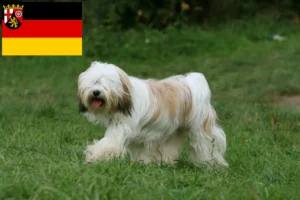 Lire la suite à propos de l’article Eleveurs de Terriers du Tibet et chiots en Rhénanie-Palatinat