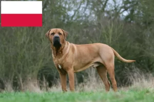 Lire la suite à propos de l’article Tosa éleveurs et chiots en Pologne