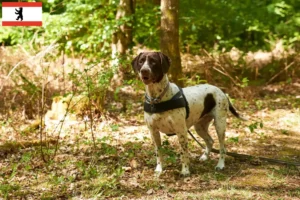 Lire la suite à propos de l’article Éleveurs de chiens d’arrêt anciens danois et chiots à Berlin