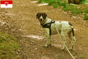 Lire la suite à propos de l’article Éleveurs de chiens d’arrêt anciens danois et chiots dans le Brandebourg