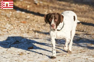 Lire la suite à propos de l’article Éleveurs de chiens d’arrêt anciens danois et chiots à Brême
