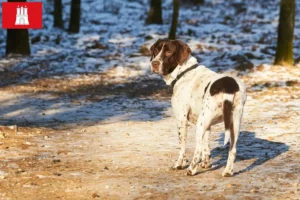 Lire la suite à propos de l’article Éleveurs de chiens d’arrêt anciens danois et chiots à Hambourg