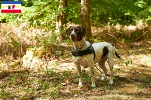 Lire la suite à propos de l’article Vieux chien d’arrêt danois Éleveurs et chiots dans le Mecklembourg-Poméranie occidentale