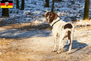 Lire la suite à propos de l’article Éleveurs de chiens d’arrêt anciens danois et chiots en Sarre