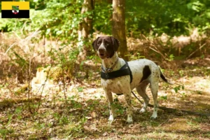 Lire la suite à propos de l’article Vieux chien d’arrêt danois Éleveurs et chiots en Saxe-Anhalt