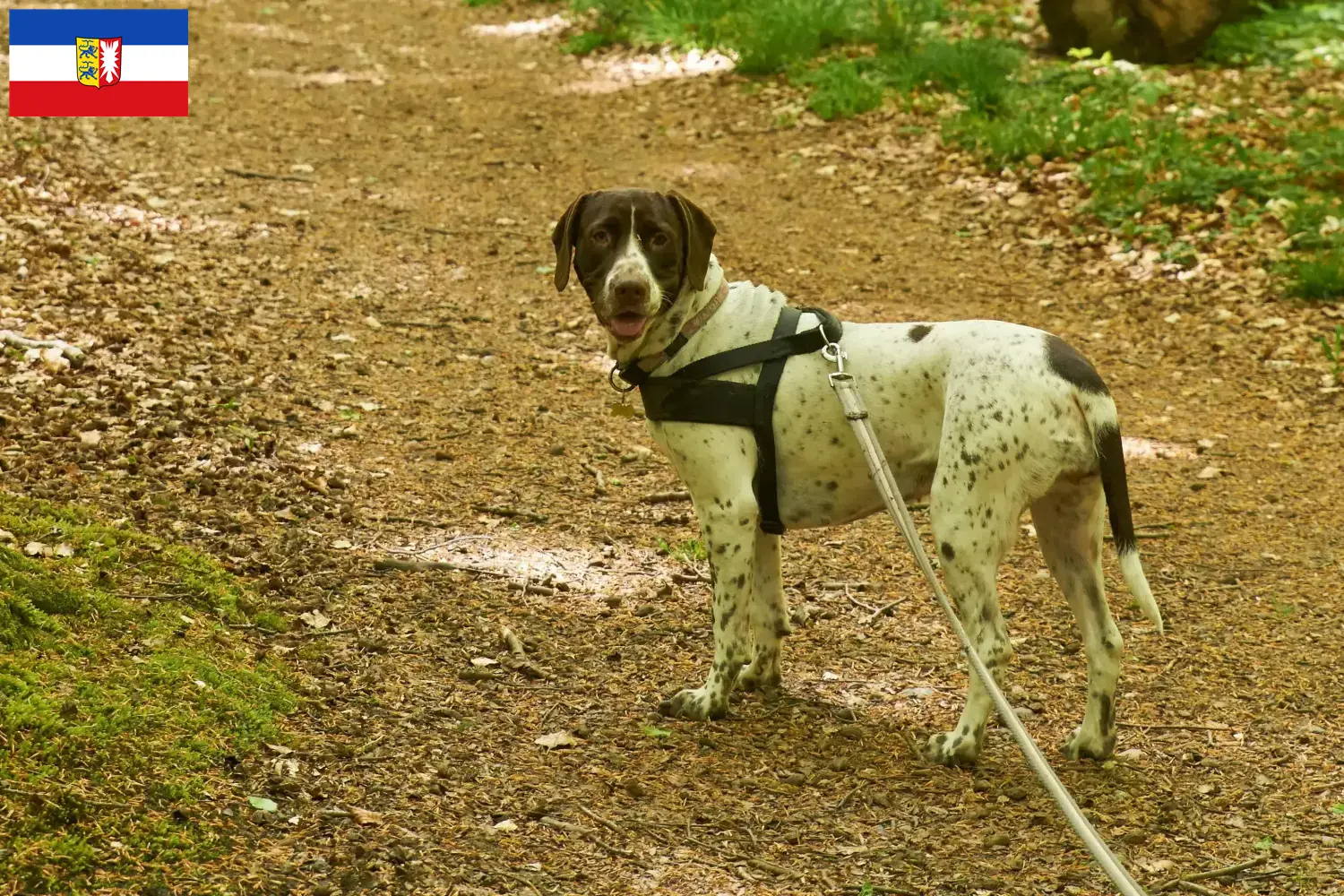 Vieux chien d'arrêt danois chiots et éleveurs Schleswig-Holstein Ici, tu trouveras des éleveurs de chiens d'arrêt anciens danois dans le Schleswig-Holstein.
