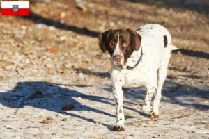 Lire la suite à propos de l’article Éleveurs de chiens d’arrêt anciens danois et chiots en Thuringe