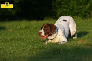 Lire la suite à propos de l’article Ancien chien d’arrêt danois Éleveurs et chiots en Baden-Württemberg
