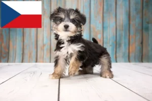 Lire la suite à propos de l’article Éleveurs de Yorkipoo et chiots en République tchèque