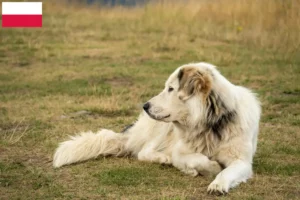 Lire la suite à propos de l’article Aidi éleveurs et chiots en Pologne