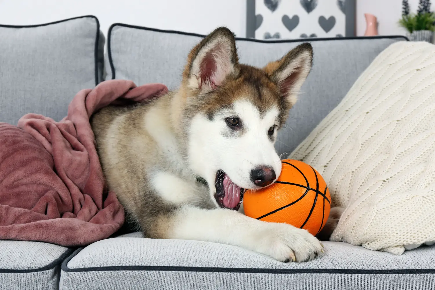 Acheter un chiot Alaskan Malamute, c'est prendre ses responsabilités ! Acheter des chiots Alaskan Malamute.