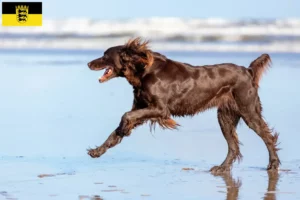 Lire la suite à propos de l’article Éleveurs et chiots à poil long allemands dans le Bade-Wurtemberg